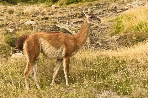 Torres del Paine, un guanaco - Chili - 