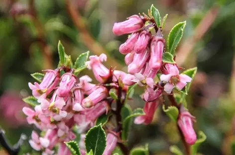 Fleur de Patagonie - Chili