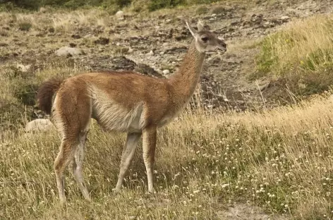 Parc national Torres del Paine, rencontre avec une vigogne - Patagonie - Chili