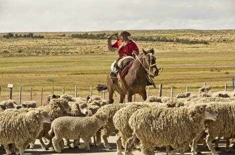 Gaucho rassemblant son troupeau de moutons dans la pampa argentine - Patagonie - Argentine 