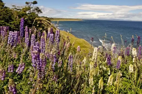 Lupins et lac dans la pampa - Patagonie - Argentine