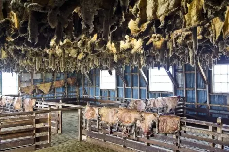 Un atelier de tonte de moutons dans une estancia - Patagonie - Argentine - 