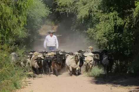 Rencontre dans la quebrada de las Flechas - Argentine - 