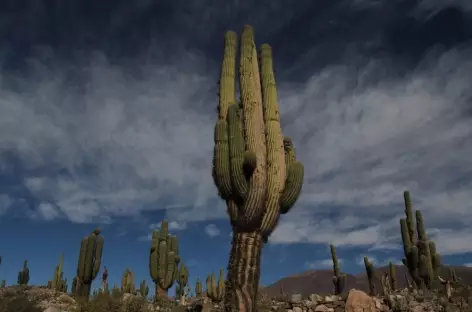 Cactus candélabre - Argentine - 
