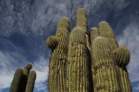 Cactus candélabre - Argentine - 