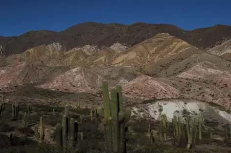 Le parc national Los Cardones - 