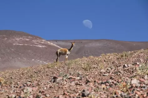 Vigogne dans la Puna - Argentine