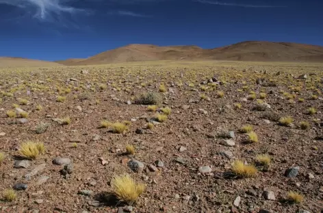 Dans la Puna - Argentine