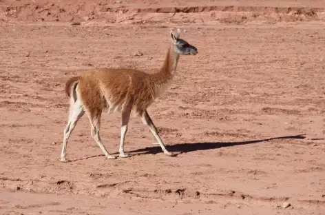 Argentine, vigogne dans le Parc National de Talampaya