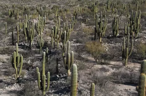 Argentine, cactus candélabres sur le site archéologique de Quilmes