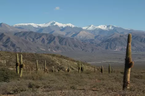 Argentine, Parc National Los Cardones et Nevado Cachi