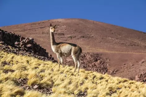 Argentine, vigogne dans la Puna