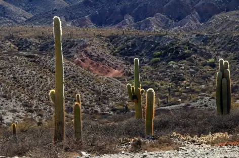 Cactus dans le Parc Los Cardones - 