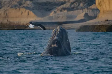 Observation des baleines à Puerto Piramides - Argentine - 