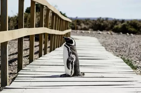 Manchot contemplatif à Puerto Piramides - Argentine - 