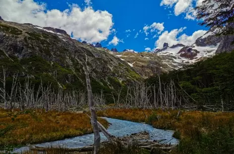 Végétation typique du Parc National de la Terre de Feu, Ushuaia - Argentine