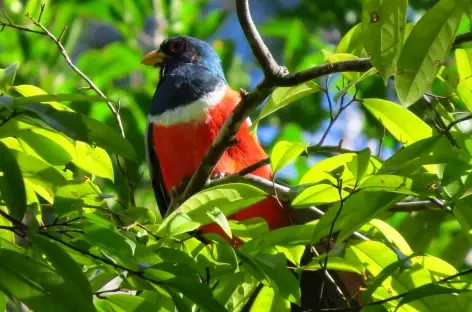 Trogon Surucua, Surucua Lodge - Argentine - 