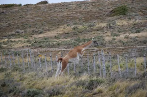 Guanaco