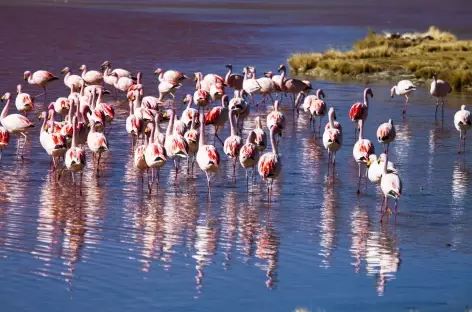 Flamants roses dans le sud Lipez - Bolivie