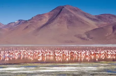 Volcan, flamants et lagune dans le sud Lipez - Bolivie