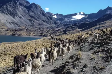 Cordillère Royale, marche avec les alpagas - Bolivie - 