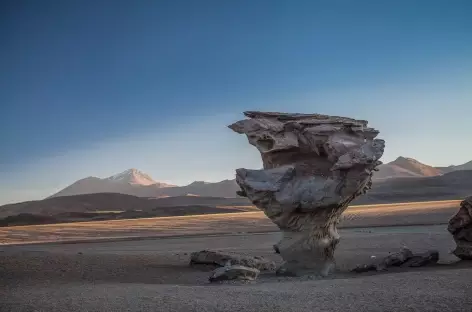 Arrêt à l'arbre de pierre - Bolivie - 