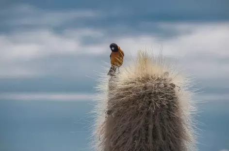 Cactus candélabre du Salar d'Uyuni - Bolivie