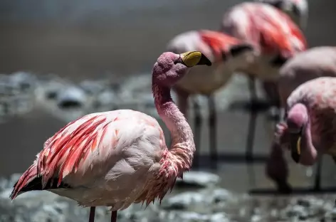 Flamants roses dans le sud Lipez - Bolivie