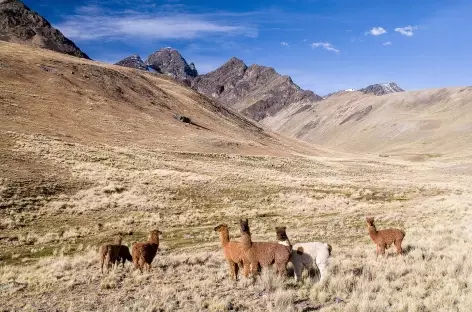 Cordillère Royale, un troupeau de lamas au pâturage - Bolivie
