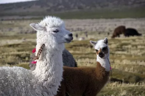 Cordillère Royale, troupeau d'alpagas - Bolivie