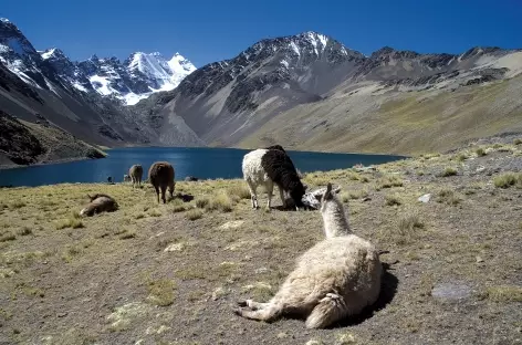 Cordillère Royale, alpagas paressant sur les bords de la lagune jurikhota - Bolivie