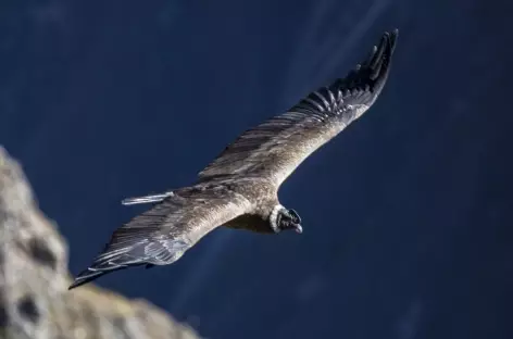 Condor des Andes - Bolivie