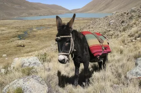 Cordillère Royale, nôtre fidèle compagnon ! - Bolivie