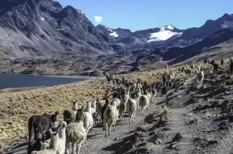 Un troupeau d'alapagas est mené au pâturage