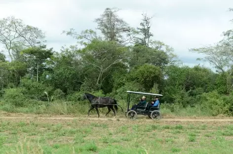 Charrette d'une famille mennonite - Bolivie