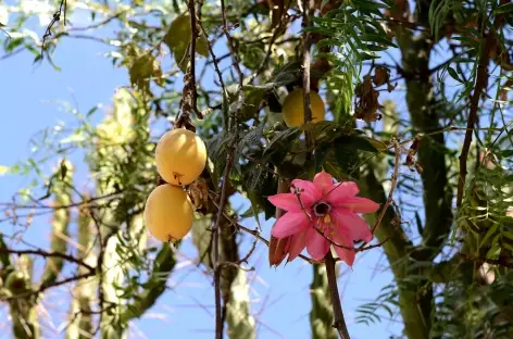Fleur de tumbo - Bolivie