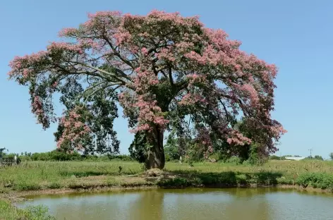 Toborochi en fleurs, région de Santa-Cruz - Bolivie