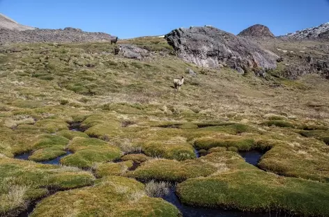 Bofedales dans la vallée de la lagune Altarani - Bolivie