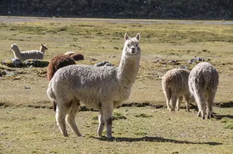 Troupeau d'alpagas près de la lagune Chuchuja - Bolivie