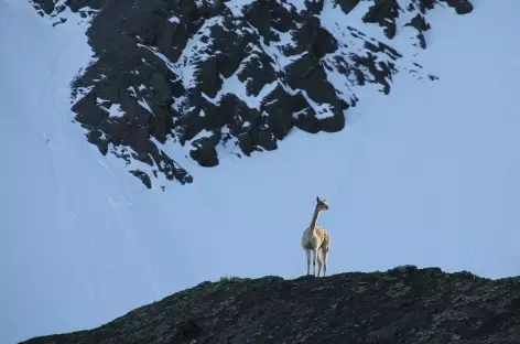 Une vigogne nous observe - Bolivie