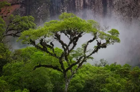 Végétation dans le Parc Amboro - Bolivie - 