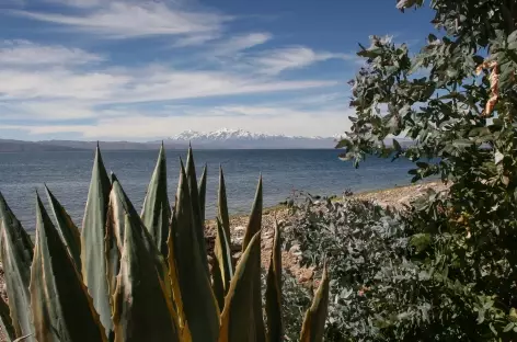 Cordillère Royale depuis les berges du Titicaca - Bolivie - 