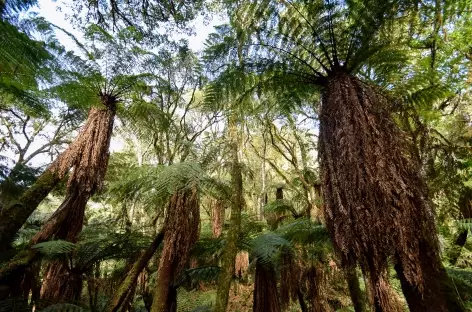 Forêt de fougère d'arbre au parc national d'Amboro en Bolivie