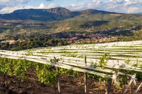 Vignobles à Samaipata, Bolivie