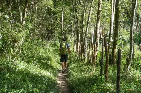 Sentier ombragé dans la Chapada Diamantina - Brésil