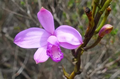 Une orchidée dans la Chapada Diamantina - Brésil