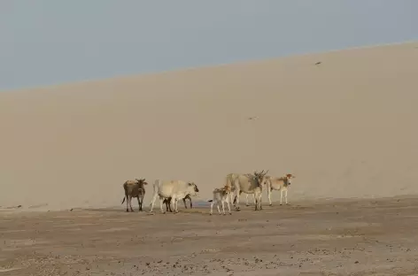 Qelques zébus dans les dunes du parc national Lençois Maranhenses - Brésil