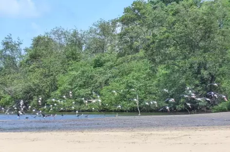 Echassiers au bord du rio Preguiças - Brésil