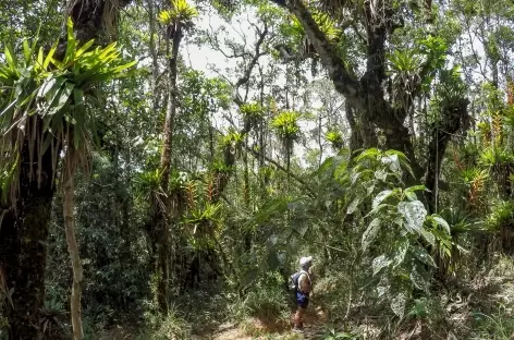 Marche dans la Serra da Bocaina - Brésil - 