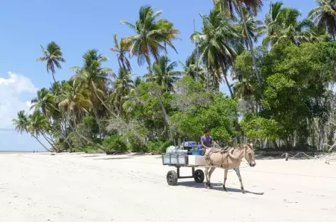Pas de voitures mais des carrioles tirées par des chevaux sur l'île Boipeba - Brésil
